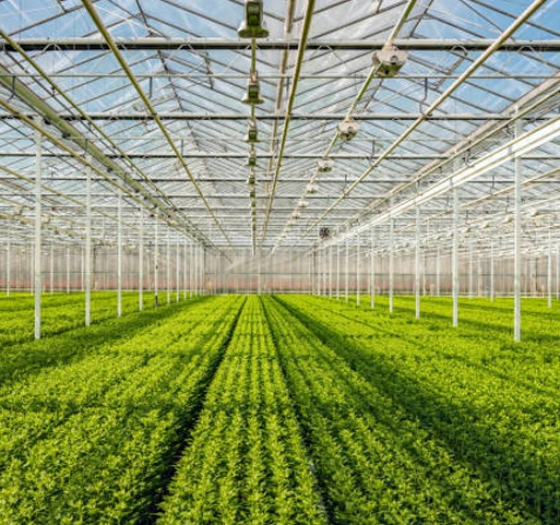 Gewächshaus-Glasscheiben